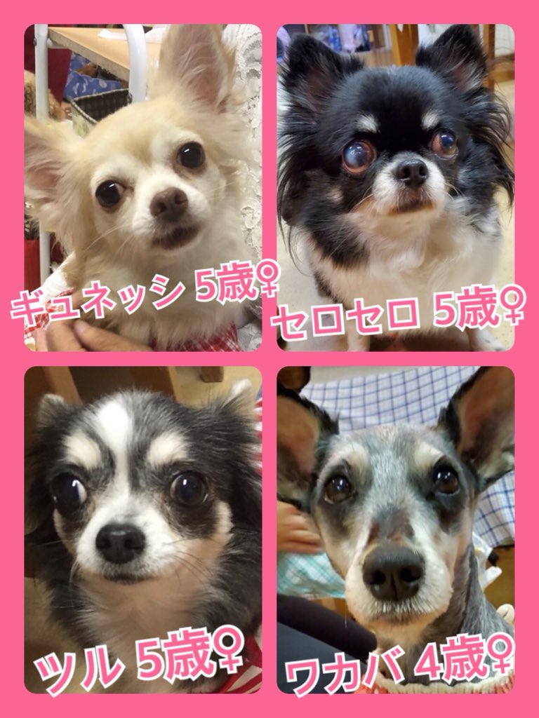 🐾今日の里親様募集中ワンコ🐶メンバーです🐾2019,11,25